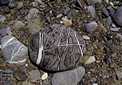 none